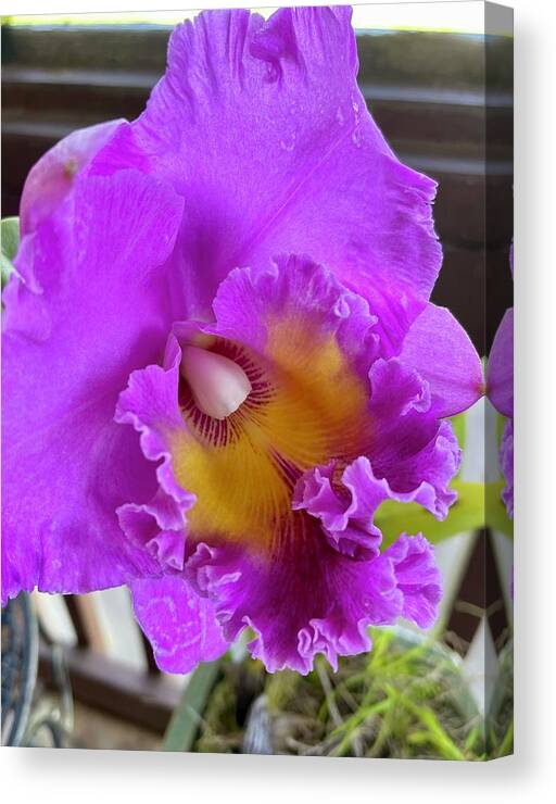 Pink Cattelaya Orchid Canvas Print featuring the photograph Pink Cattelaya orchid by Lehua Pekelo-Stearns
