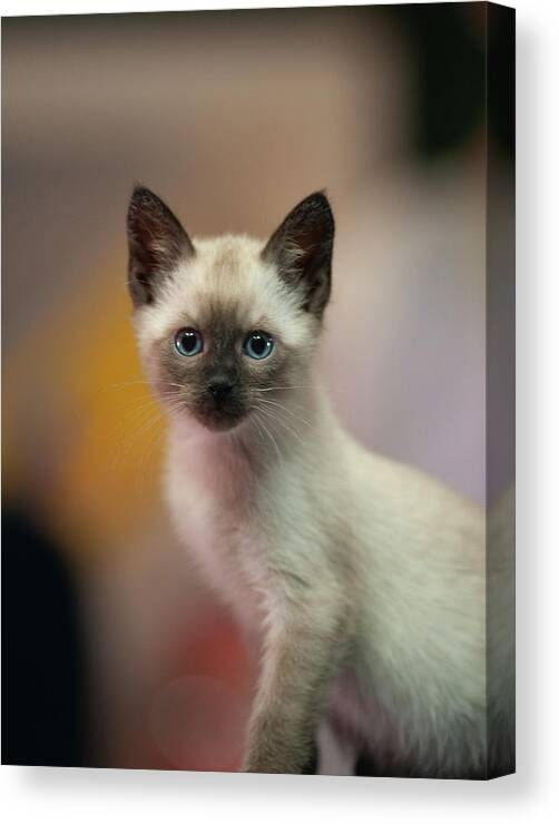Cat Canvas Print featuring the photograph Ragnar by DArcy Evans