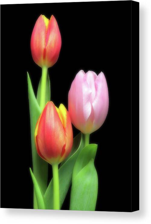 Tulip Canvas Print featuring the photograph Red And Pink Tulips by Johanna Hurmerinta