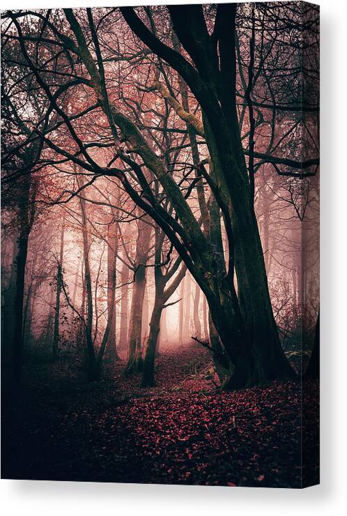 Forest Canvas Print featuring the photograph Red Forest by Gavin Lewis