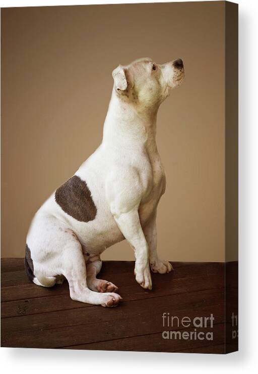 Staffie Canvas Print featuring the photograph Ruby - 22 months #2 by Elaine Teague