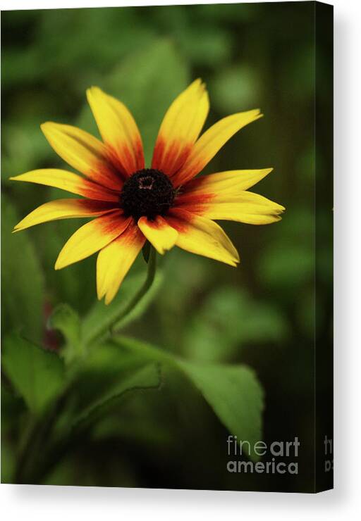 Color Canvas Print featuring the photograph Rudbeckia Flower In The Shadows Of My Garden by Dorothy Lee