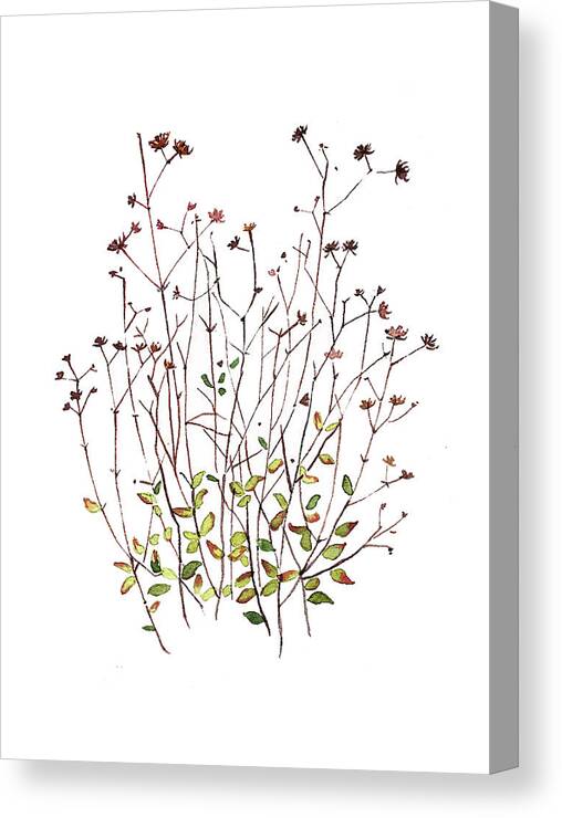 Seeds Canvas Print featuring the painting Seeds and dried Flowers by Luisa Millicent