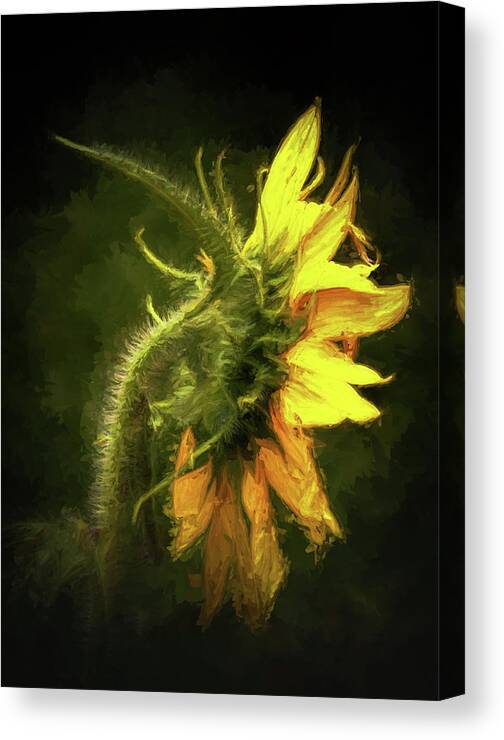 Sunflower Canvas Print featuring the photograph Sensational Sunflower by Ola Allen