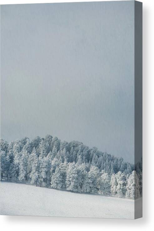 Snow Canvas Print featuring the photograph Snowy Trees by Kevin Schwalbe