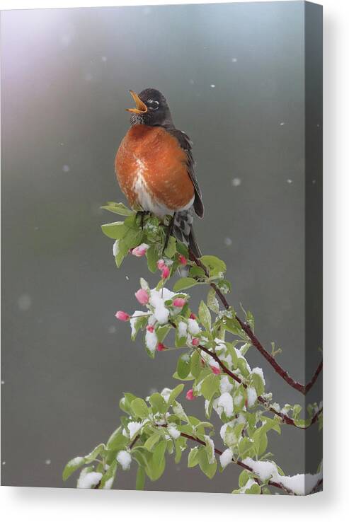  Canvas Print featuring the photograph Song of Hope by Rob Blair