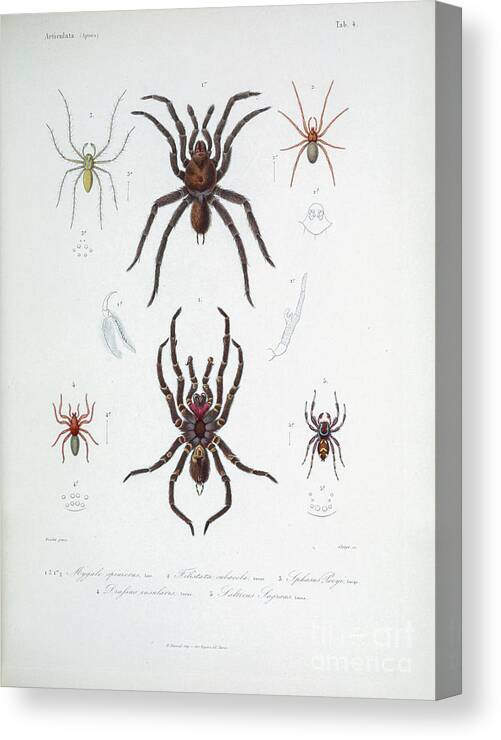 Spider Canvas Print featuring the photograph Spider of Cube 1838 t1 by Historic illustrations