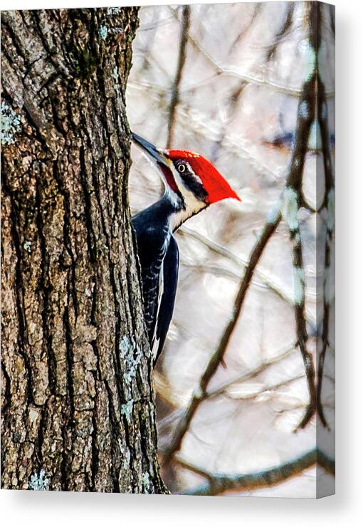 Pileated Woodpecker Canvas Print featuring the photograph Spring Pileated Woodpecker by Lara Ellis