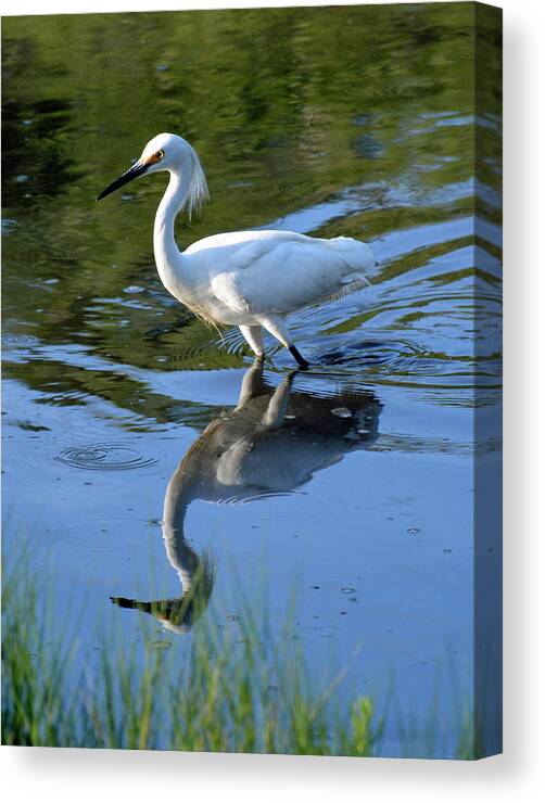 Birds Canvas Print featuring the photograph Stalking Egret on Jekyll Island by Bruce Gourley