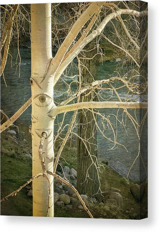 Tree Canvas Print featuring the photograph Stick Man by Mary Lee Dereske