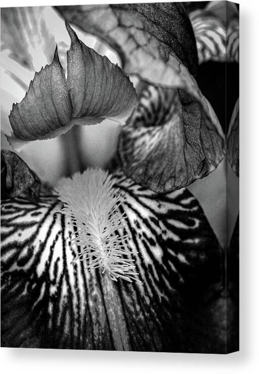 Bearded Iris Canvas Print featuring the photograph Study The Details by Susie Loechler