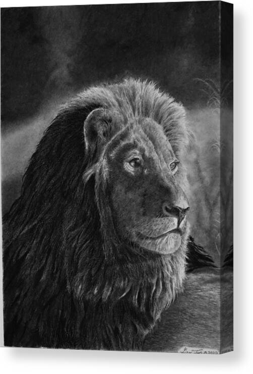 Lion Canvas Print featuring the drawing Survey by Greg Fox