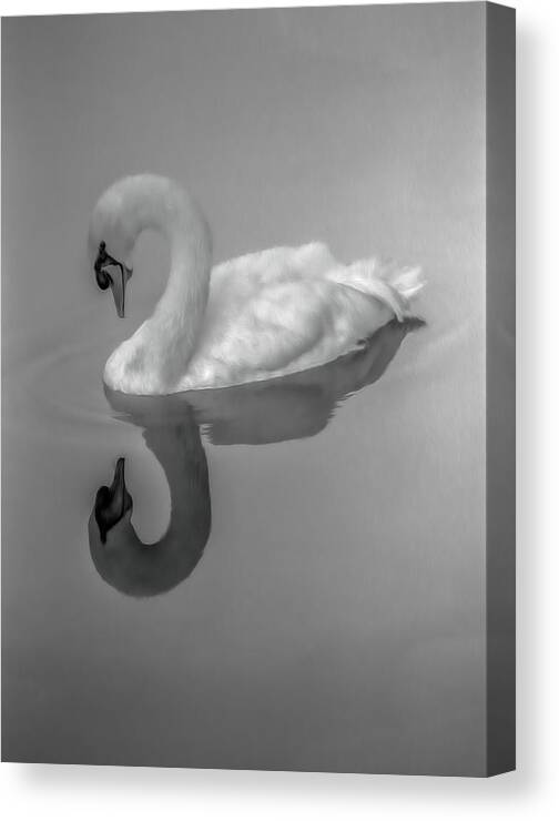 Swan Canvas Print featuring the photograph Swan by Jim Painter