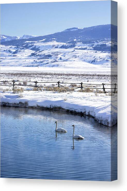 Trumpeter Swans Canvas Print featuring the photograph Swans in Winter by Cheryl Strahl