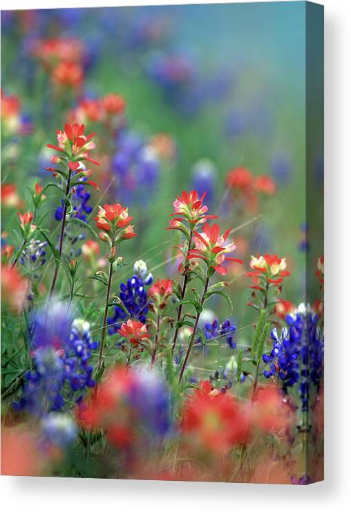 Tim Fitzharris Canvas Print featuring the photograph Texas Bluebonnets and Indian Paintbrushes, Hill Country, Texas by Tim Fitzharris