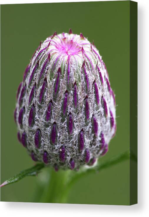 Thistle Canvas Print featuring the photograph Thistle Bud by Dale Kincaid