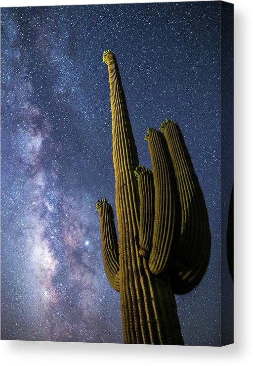 Saguaro Canvas Print featuring the photograph To the stars by Davorin Mance