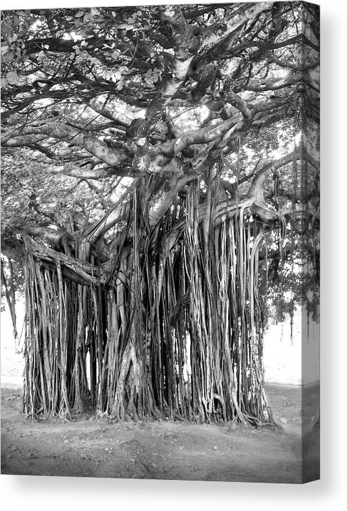 Fine Art Canvas Print featuring the photograph Tree with Many Trunks by Mike McGlothlen