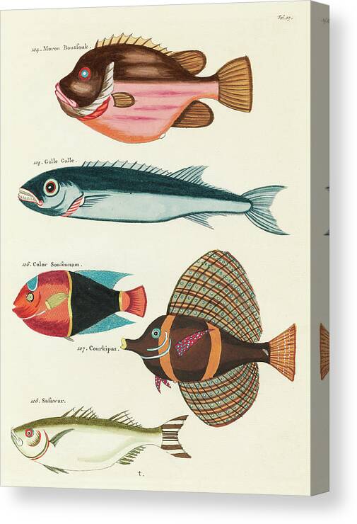 Fish Canvas Print featuring the digital art Vintage, Whimsical Fish and Marine Life Illustration by Louis Renard - Moron Boussouk, Galle Galle by Louis Renard