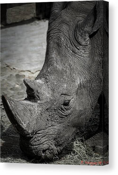 Rhinoceros Canvas Print featuring the photograph White Rhino by Rene Vasquez