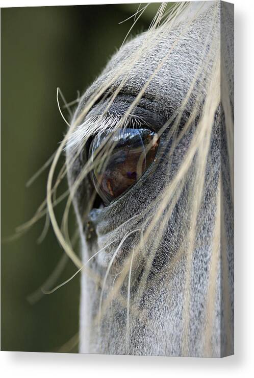 Horse Canvas Print featuring the photograph Window of the Soul by M Kathleen Warren