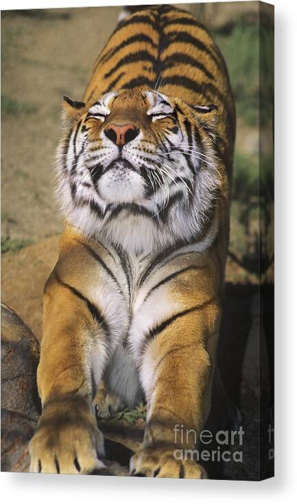 Siberian Tiger Canvas Print featuring the photograph A Tough Day Siberian Tiger Endangered Species Wildlife Rescue by Dave Welling