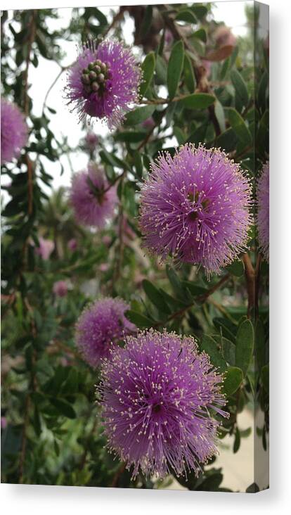Flowers Canvas Print featuring the photograph Laguna Flowers 2013 by Lisa Barr
