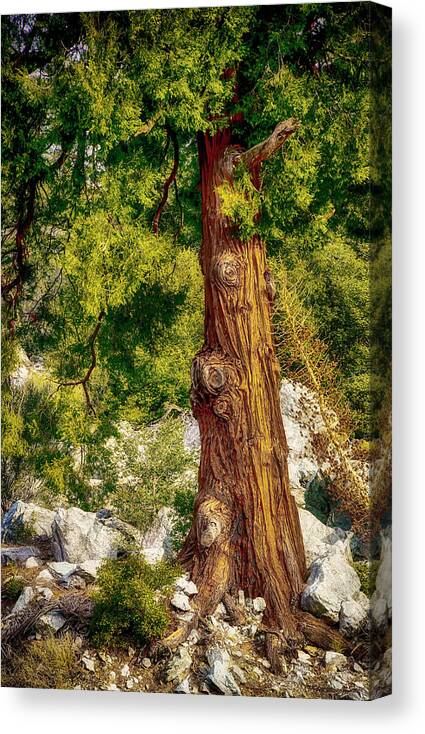 Tree Canvas Print featuring the photograph The Old Rugged Tree by Joseph Hollingsworth