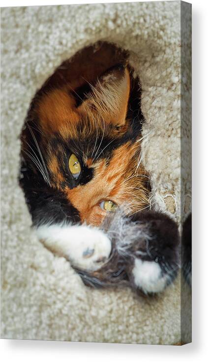 Cat Canvas Print featuring the photograph Cat in the House by Rick Deacon