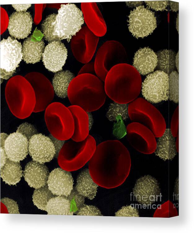 Leukocyte Canvas Print featuring the photograph Blood Cells by Stem Jems