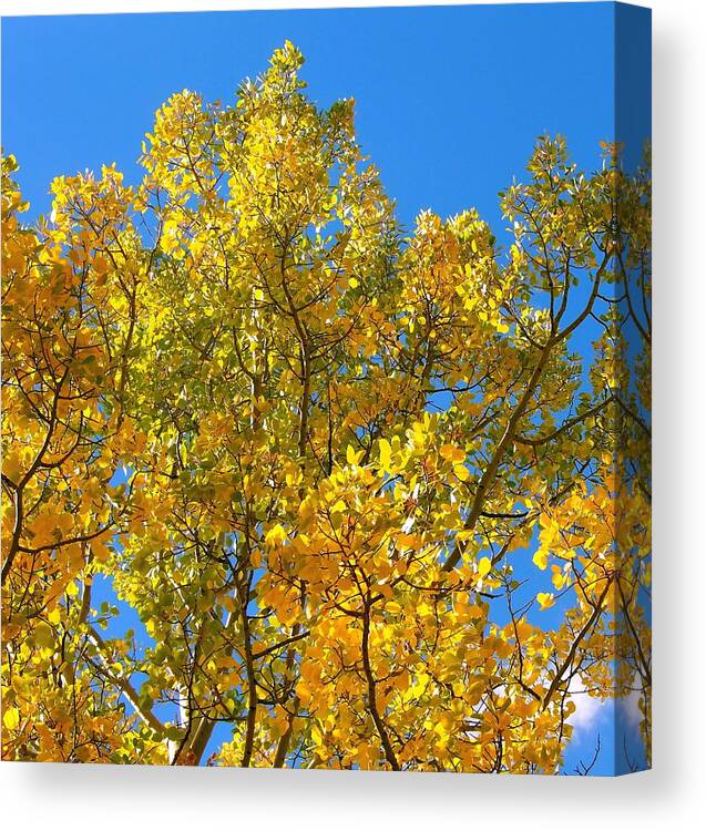 Aspen Canvas Print featuring the photograph Blue Skies and Golden Aspen Trees #1 by Amy McDaniel