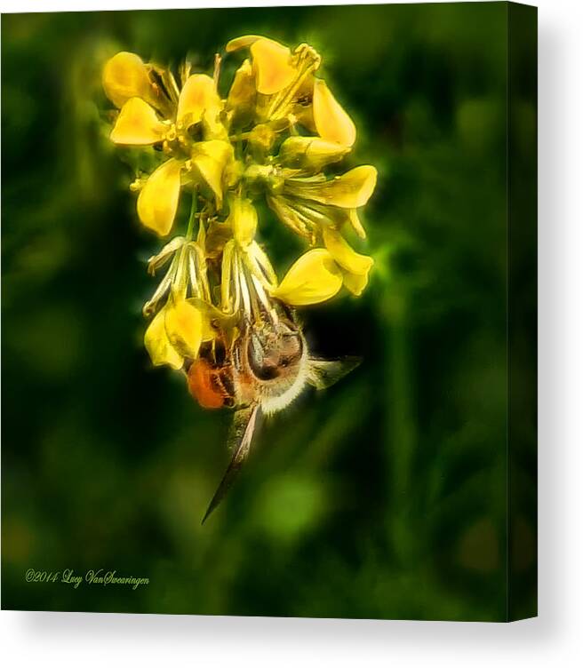 Bee Canvas Print featuring the photograph Busy Bee #1 by Lucy VanSwearingen