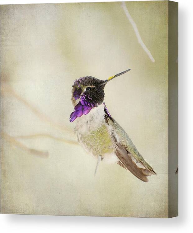 Lucifer Hummingbird Canvas Print featuring the photograph Distracted 3 #2 by Fraida Gutovich
