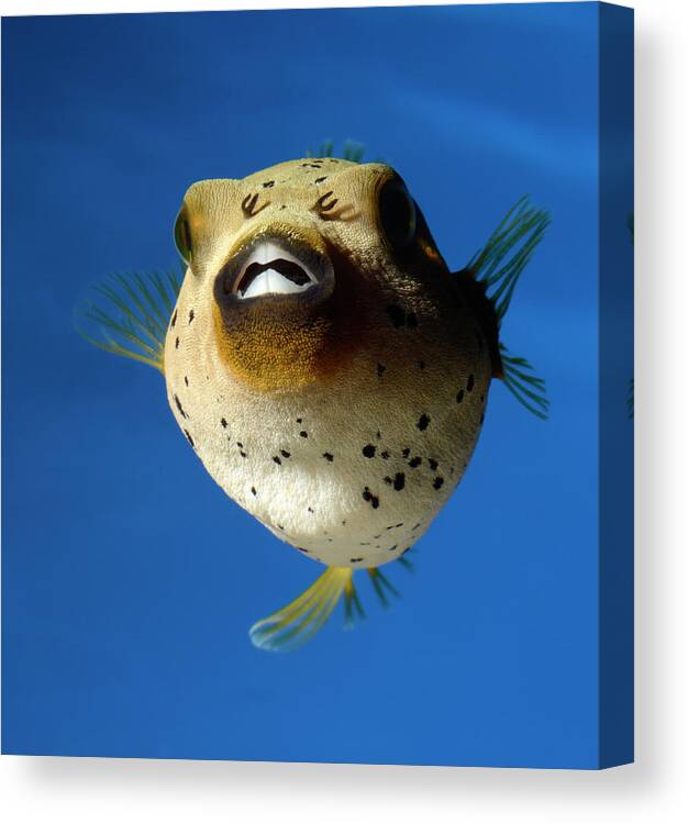 Animal Canvas Print featuring the photograph Dogface Pufferfish #1 by Nigel Downer