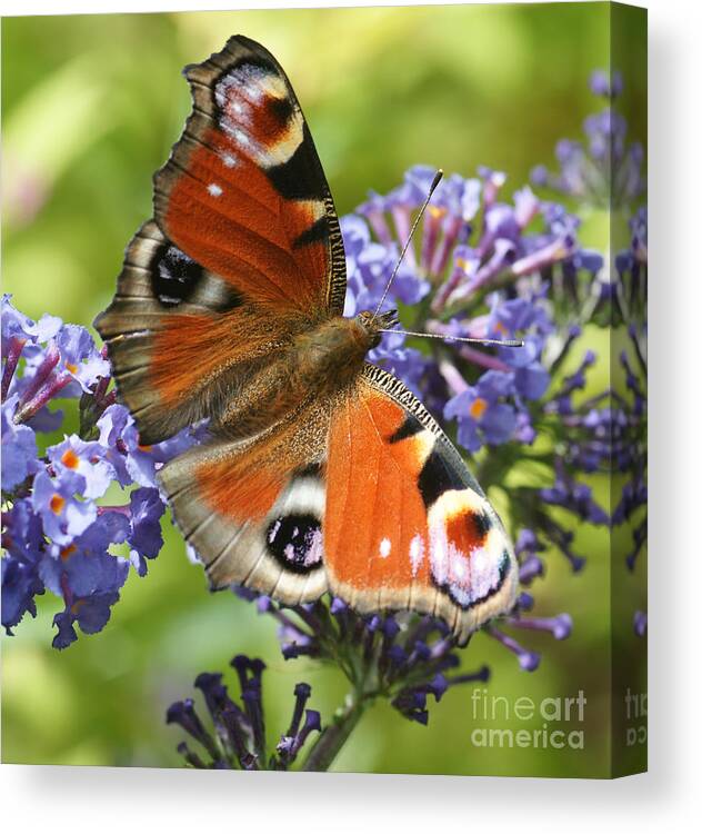 Peacock Butterfly Canvas Print featuring the photograph Four Eyes #1 by Carol Weitz