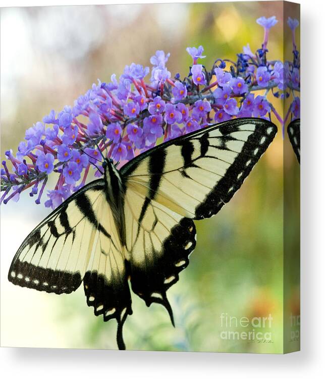 Swallowtail Butterfly Canvas Print featuring the photograph Tiger Swallowtail Butterfly #1 by Iris Richardson