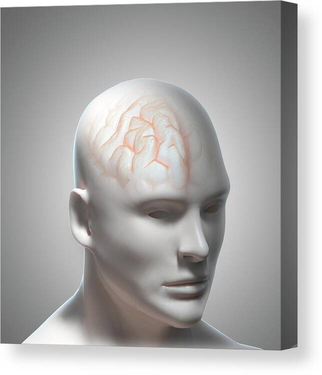 Anatomy Canvas Print featuring the photograph Human Brain #12 by Andrzej Wojcicki/science Photo Library