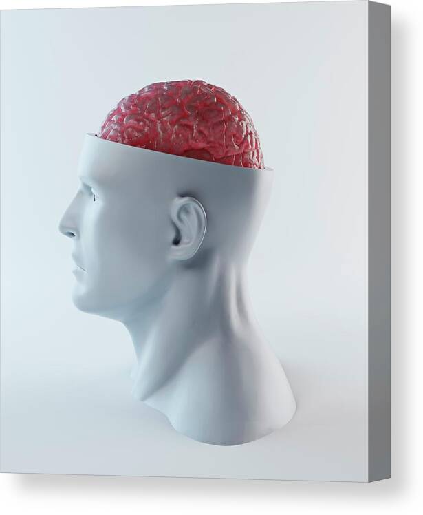 Anatomy Canvas Print featuring the photograph Human Brain #17 by Andrzej Wojcicki/science Photo Library