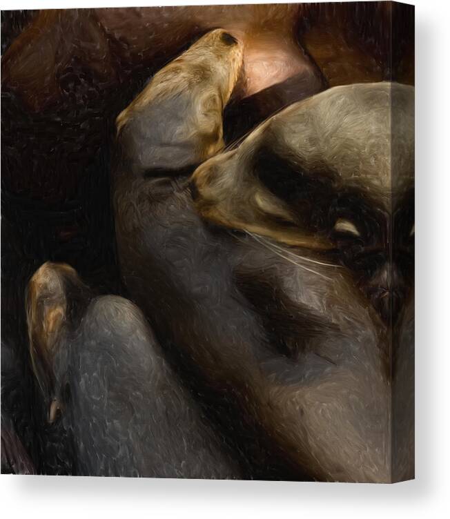 Sea Lion Canvas Print featuring the photograph 3 Sea lions by Jack Zulli