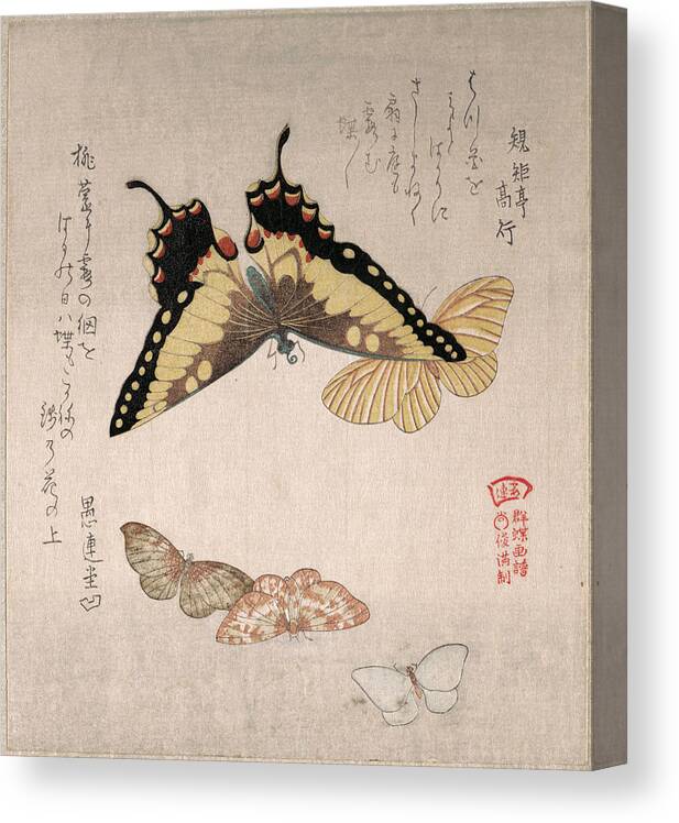 Kubo Shunman Canvas Print featuring the drawing Various Moths and Butterflies #4 by Kubo Shunman