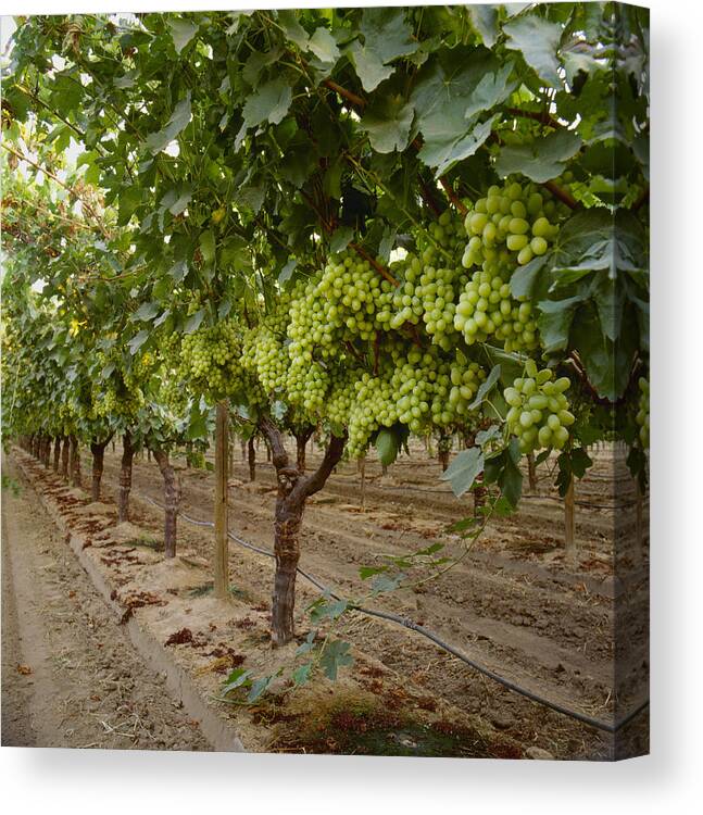 Crop Canvas Print featuring the photograph Agriculture - Mature Thompson Seedless by Ed Young