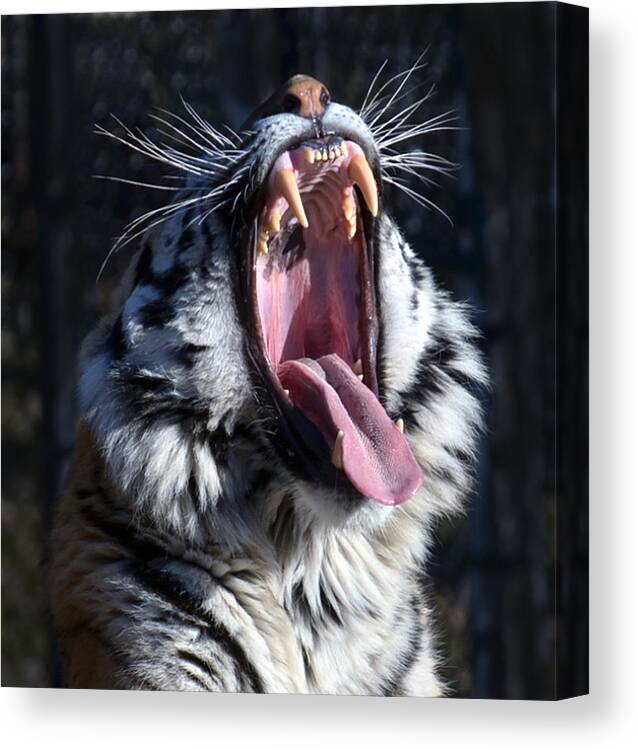 Amor Tiger Canvas Print featuring the photograph Amor Tiger by Dragan Kudjerski