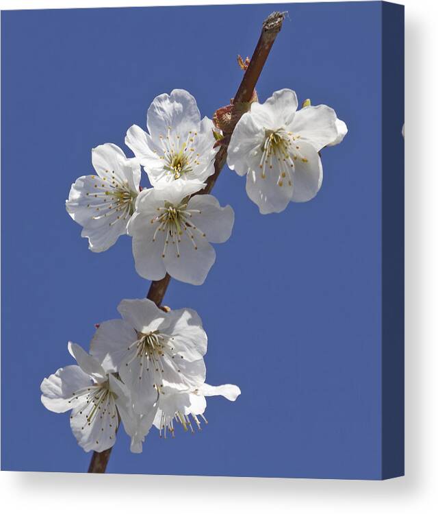 Apple Blossoms Canvas Print featuring the photograph Apple blossoms by Elvira Butler