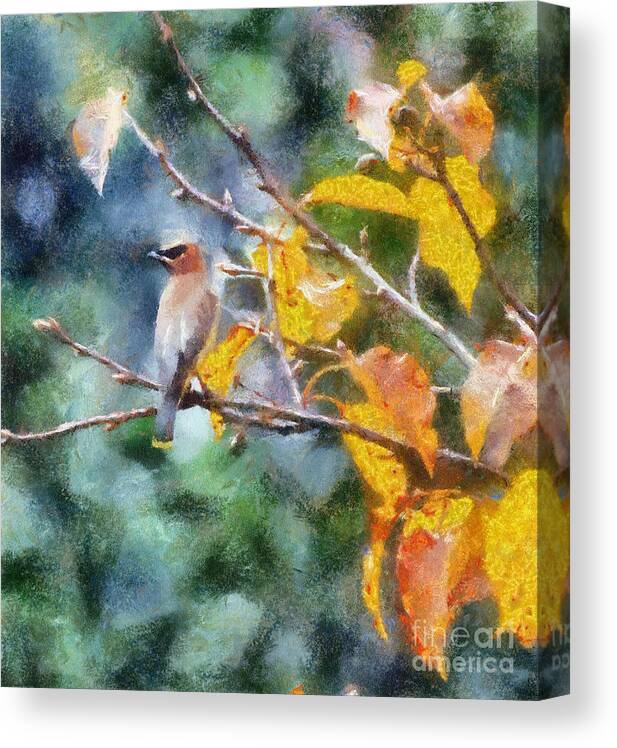 Cedar Waxwing Canvas Print featuring the photograph Autumn Waxwing by Kerri Farley