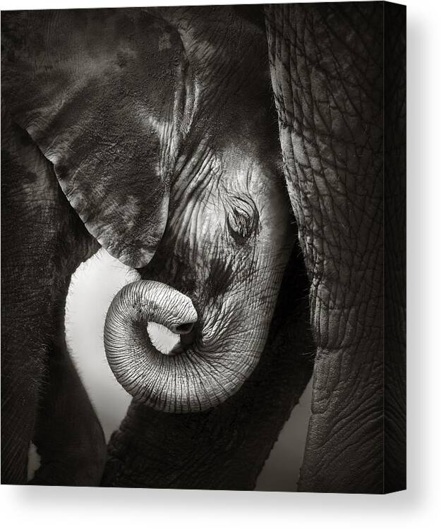 Elephant Canvas Print featuring the photograph Baby elephant seeking comfort by Johan Swanepoel