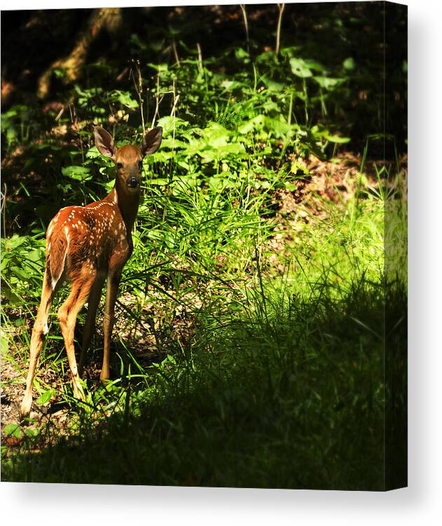 Deer Canvas Print featuring the photograph Bambi by Melissa Petrey