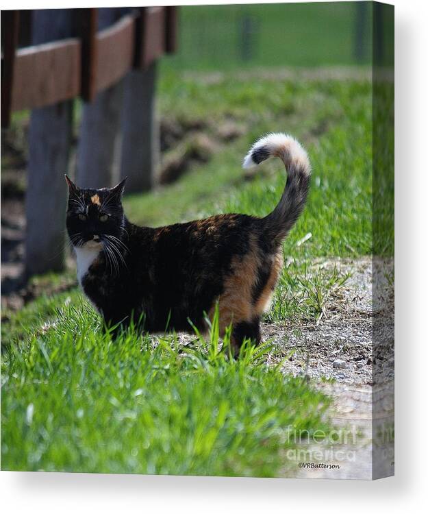 Cat Canvas Print featuring the photograph Barn Cat by Veronica Batterson