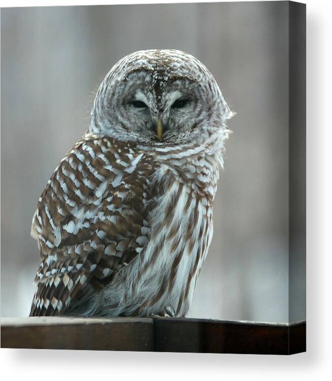 Barred Owl Canvas Print featuring the photograph Barred Owl 1 by Vance Bell
