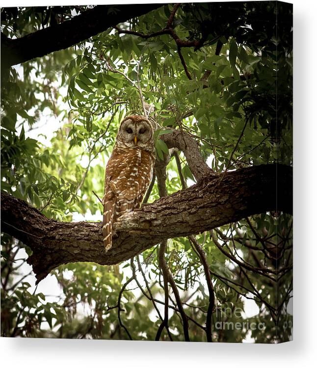 Barred Canvas Print featuring the photograph Barred Owl Under Canopy by Robert Frederick
