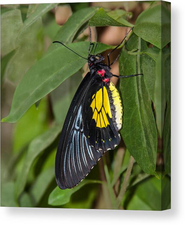 Karen Stephenson Photography Canvas Print featuring the photograph Black Yellow and Red by Karen Stephenson
